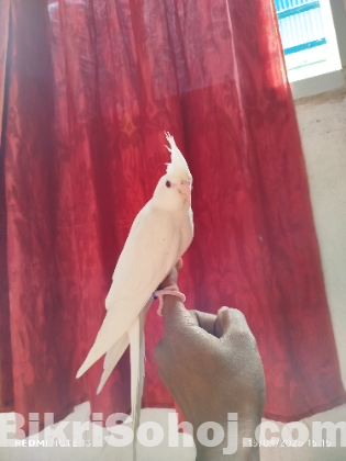 এলবিনো ককাটেল